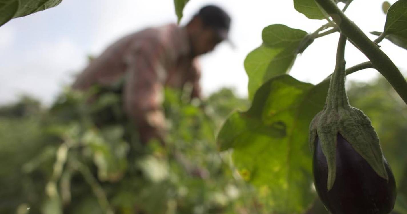 Seca: Agricultura e golfe no Algarve reduzem em 69% consumo de água em fevereiro