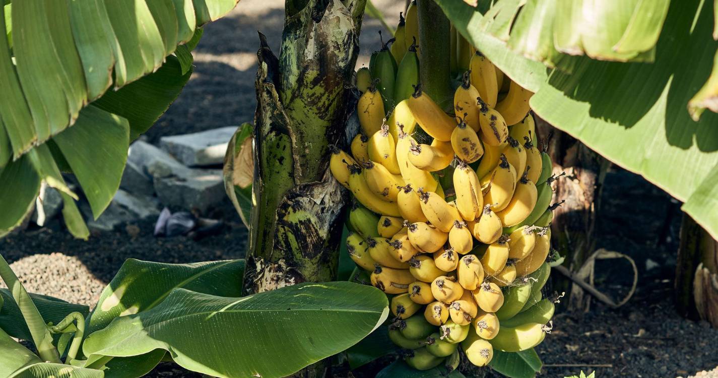 Produção de banana na Madeira aumenta mas apoio POSEI recua
