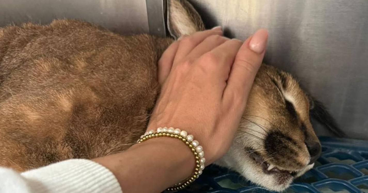 ADN lança o repto: “Que não existam mais Bores!”