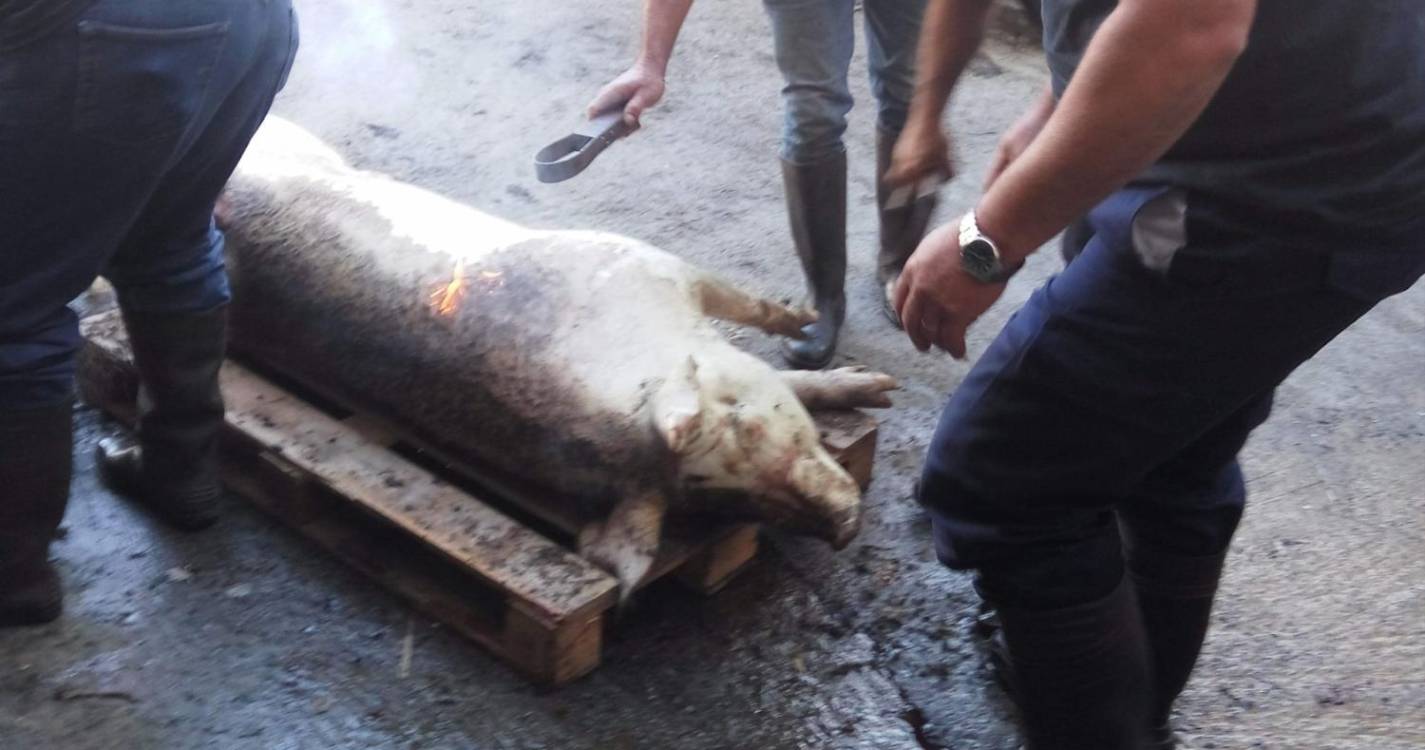 Confraria Enogastronómica realiza a Função da Morte do Porco