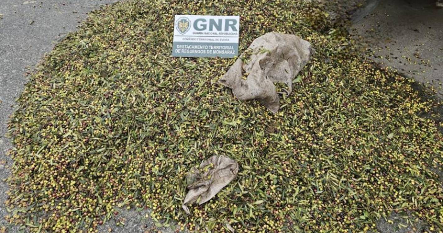 GNR detém cinco suspeitos do furto de duas toneladas de azeitona em Évora