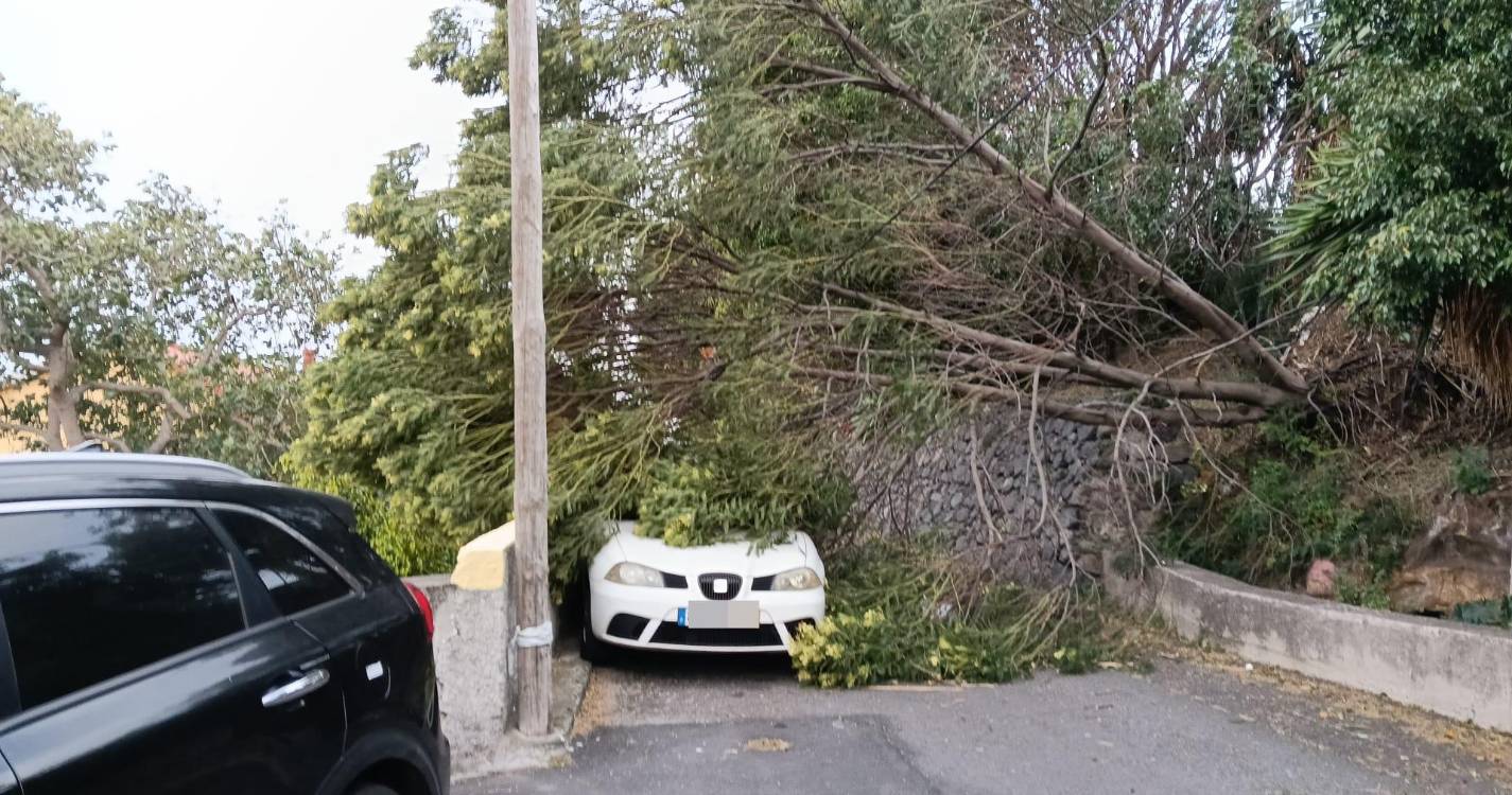 Árvore tomba sobre viatura no Funchal (com fotos)