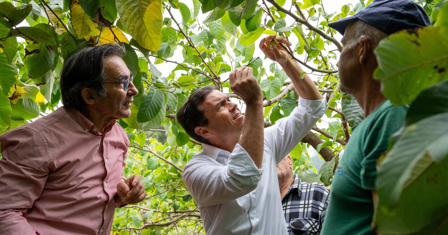 Serviço de polinização manual custa 3 euros + IVA por anoneira