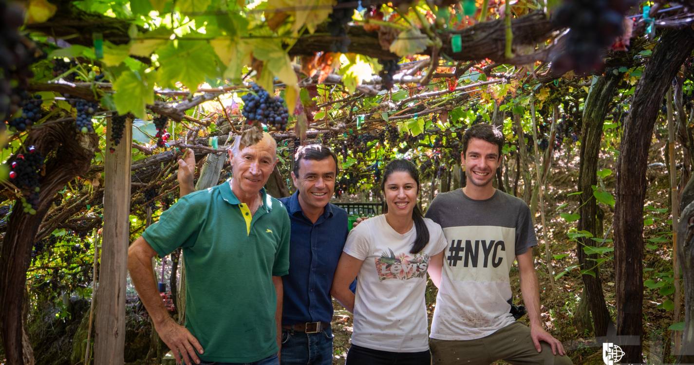 Entregue um milhão de quilos de uvas até ao momento