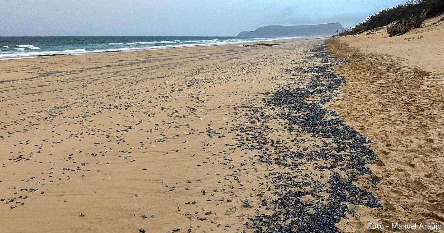 “Veleiros” invadem Praia do Porto Santo e geram alarme entre a população (com fotos)