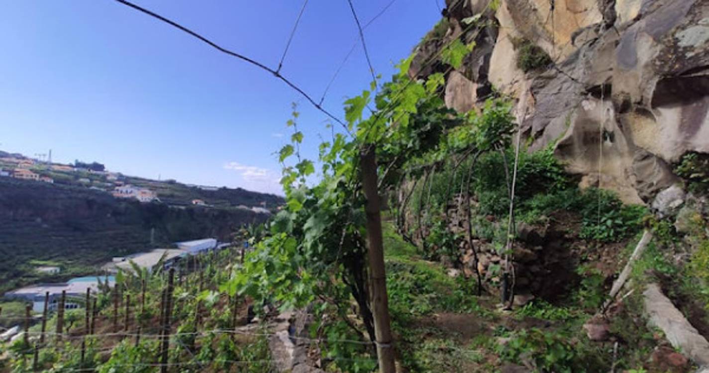 Confraria Enogastronómica da Madeira reuniu-se em Câmara de Lobos
