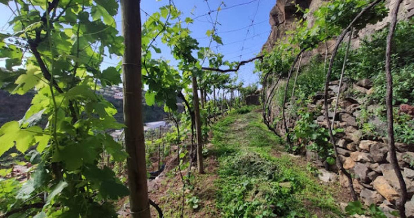 Confraria Enogastronómica da Madeira reuniu-se em Câmara de Lobos