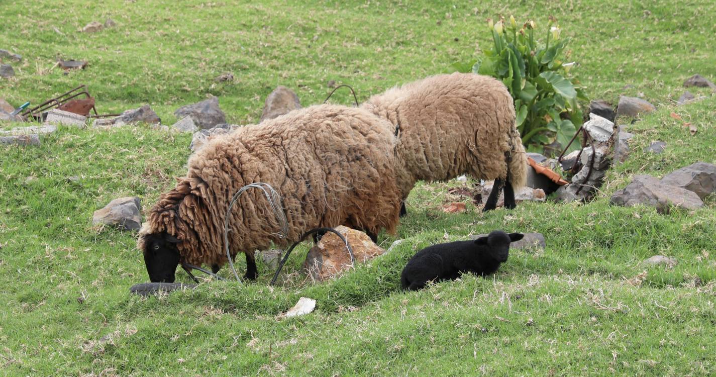 Governo diz que reintrodução do gado nas serras defendida pelo PS “é uma falsa questão”