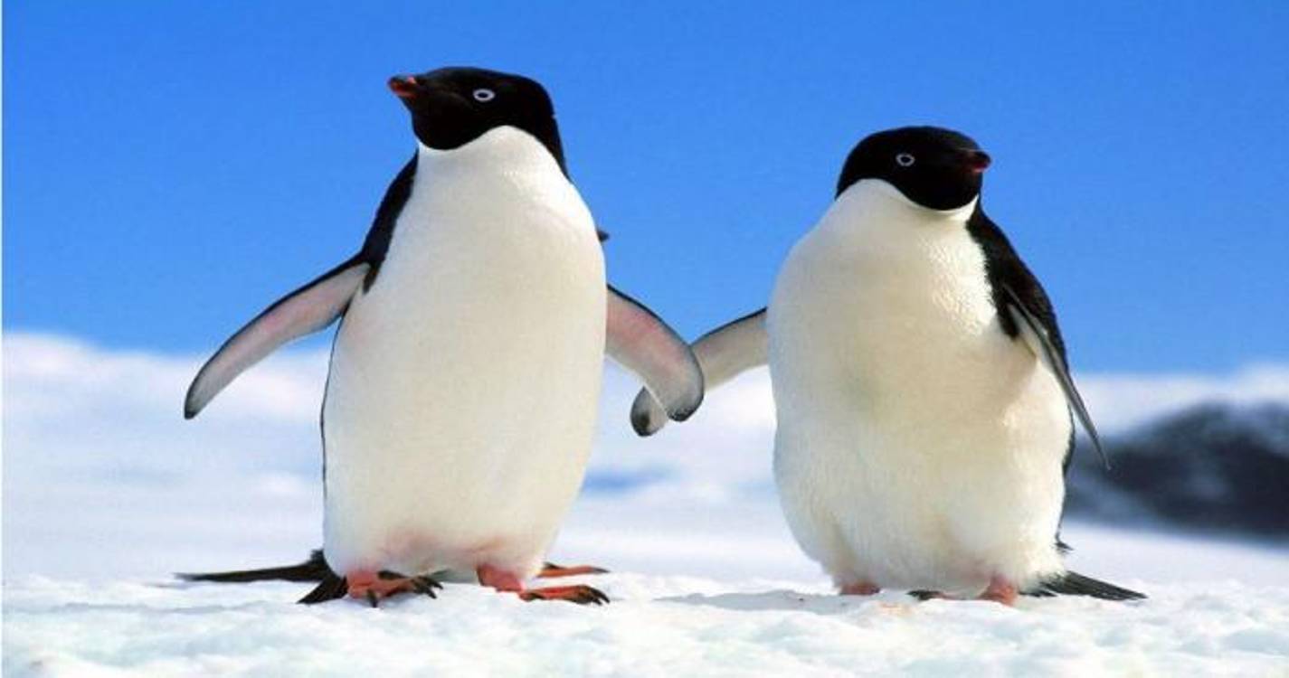 Milhares de pinguins antárticos terão morrido após surto de gripe aviária
