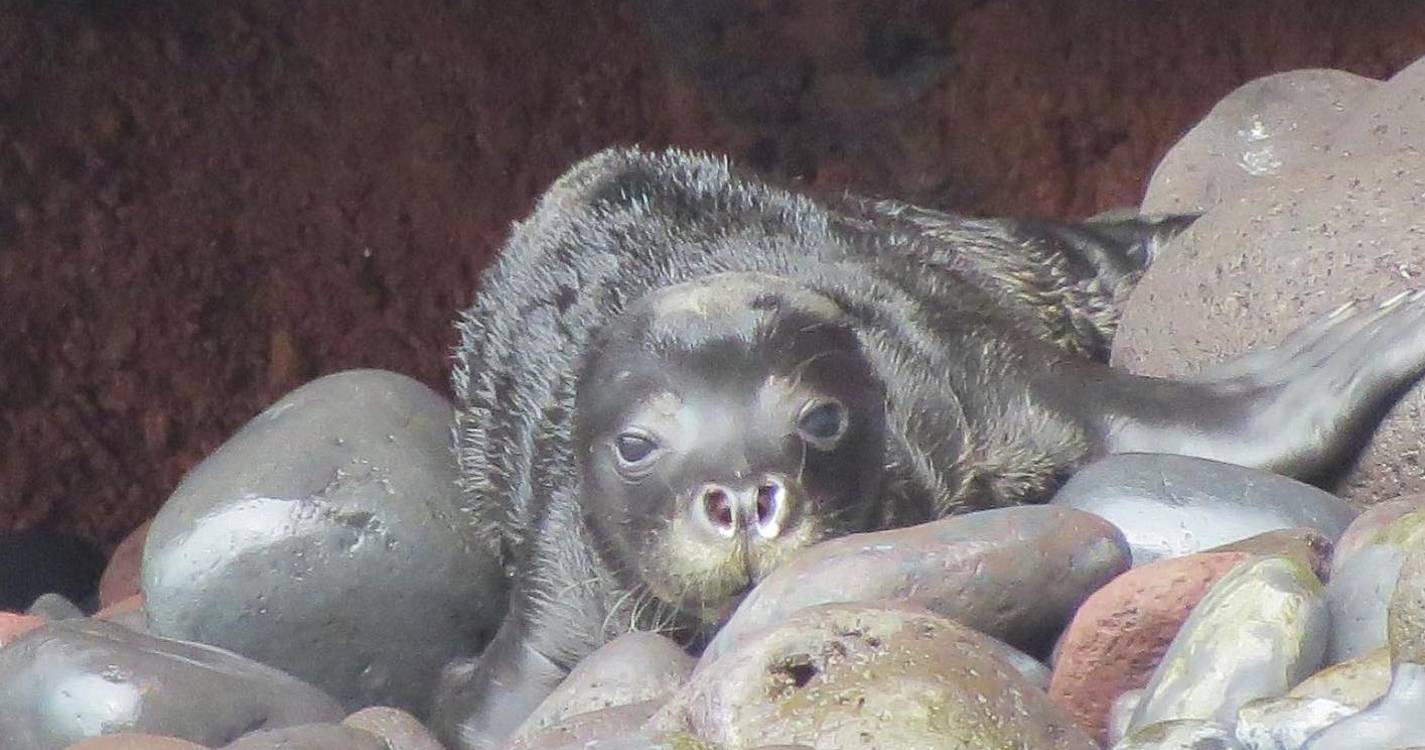 Nasceram quatro lobos-marinhos nas Desertas