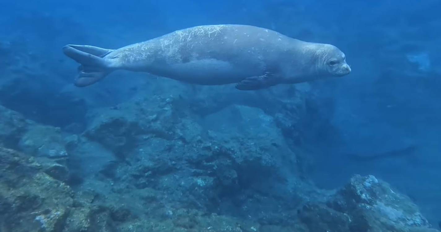 Lobo marinho captado por banhistas no Lido (com vídeo)