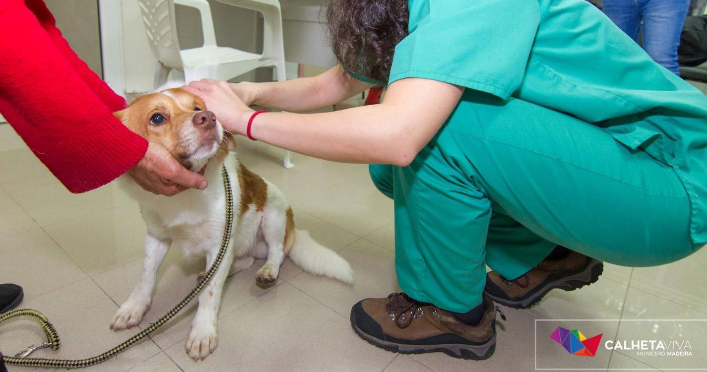 Calheta arranca amanhã campanha de vacinação animal