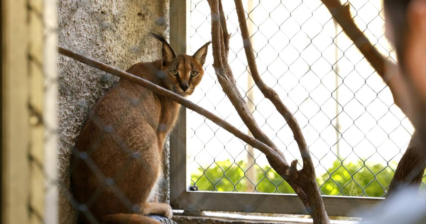 PAN vai solicitar apreensão imediata do corpo do lince para necropasia