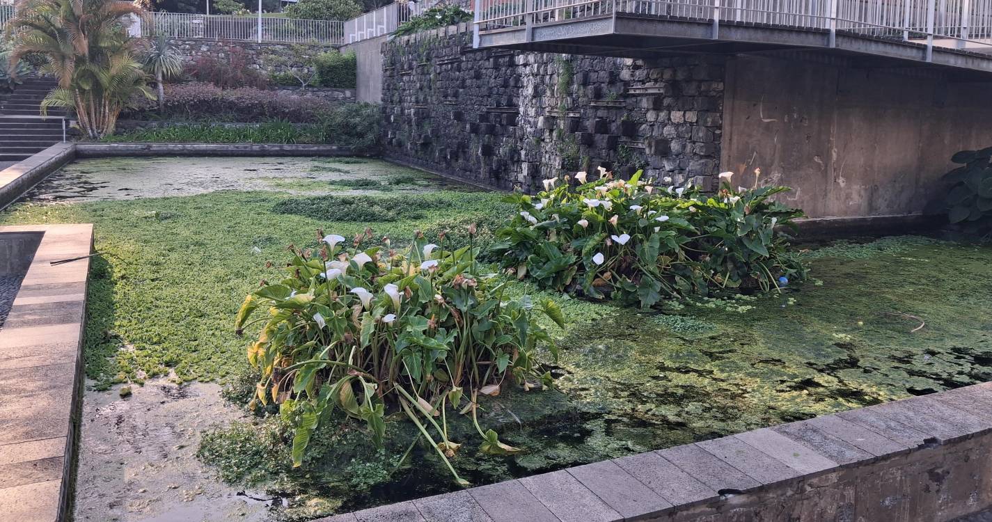 ADN denuncia risco de saúde pública no Jardim de Santa Luzia devido ao mosquito Aedes aegypti