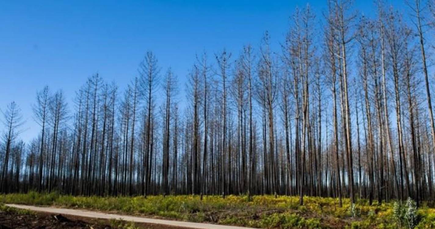 Incêndios: Cerca 10 mil quilómetros de caminhos florestais desobstruídos - Comando Integrado