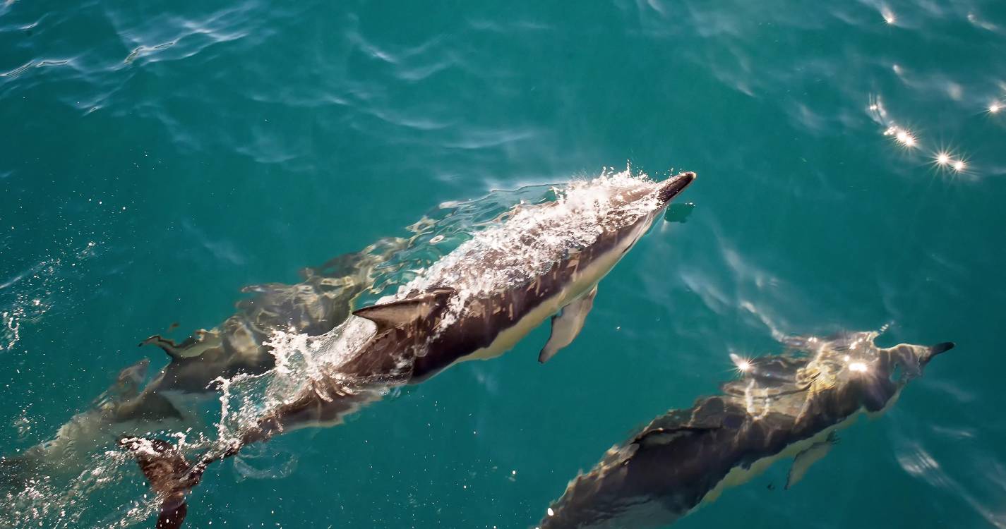 Presença de orcas ao largo de Cascais e Fonte da Telha impõe auxílio a duas embarcações