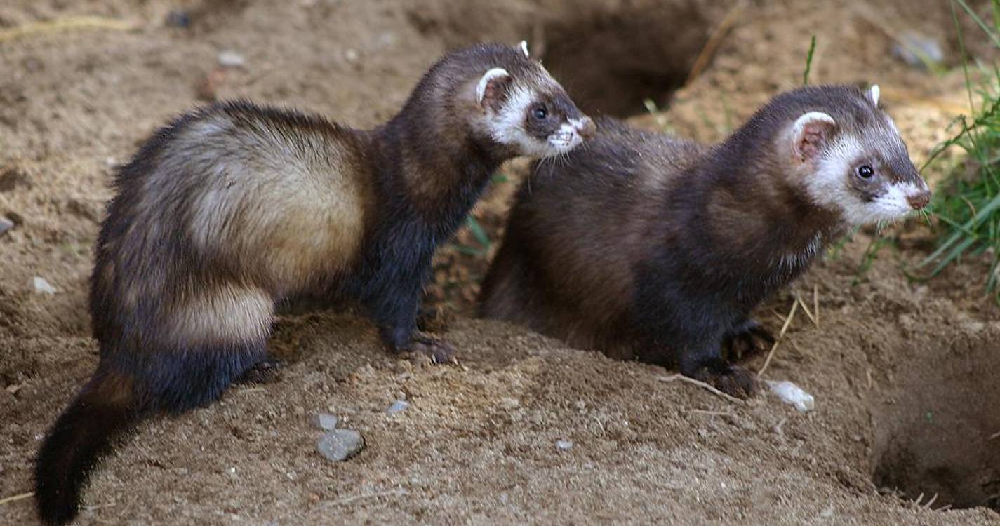 Dois furões apreendidos no Aeroporto da Madeira