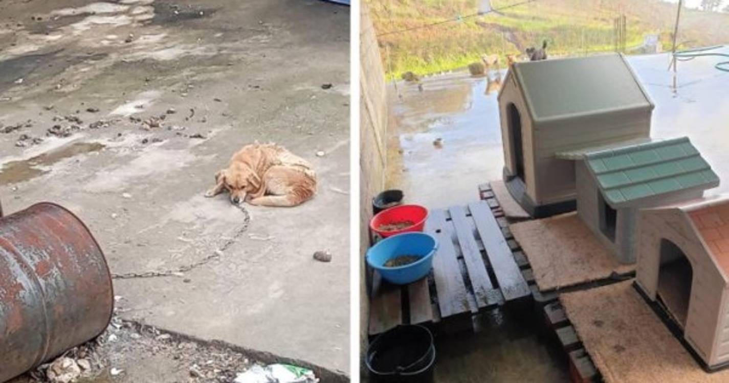 Três cães têm agora melhores condições
