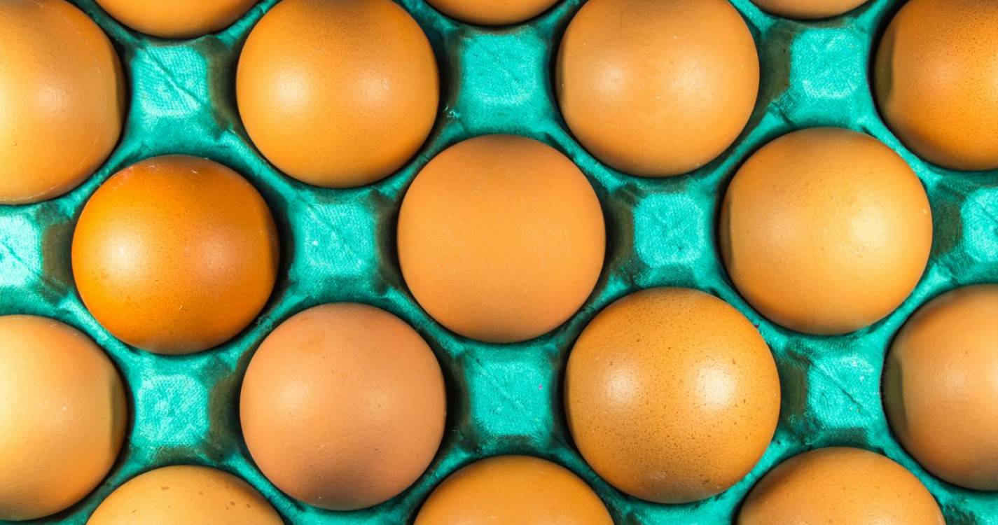 Produção de ovos e abate de frango cresce, gado abatido e pesca descarregada diminui