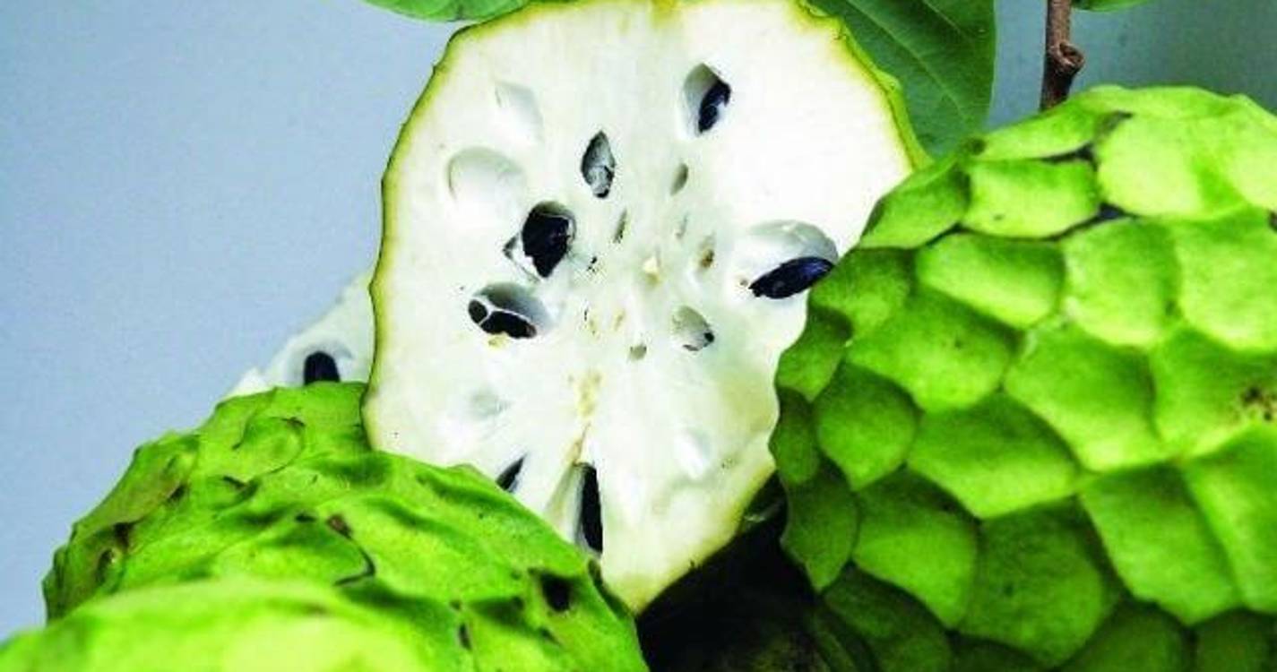 Exposição da Anona de 28 de fevereiro a 1 de março no Faial