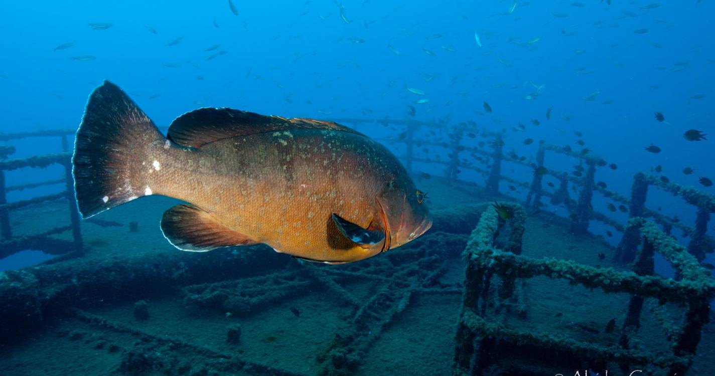 Perdidos e Achados: Navios naufragados no Porto Santo abrigam tesouro da vida marinha (com fotos)