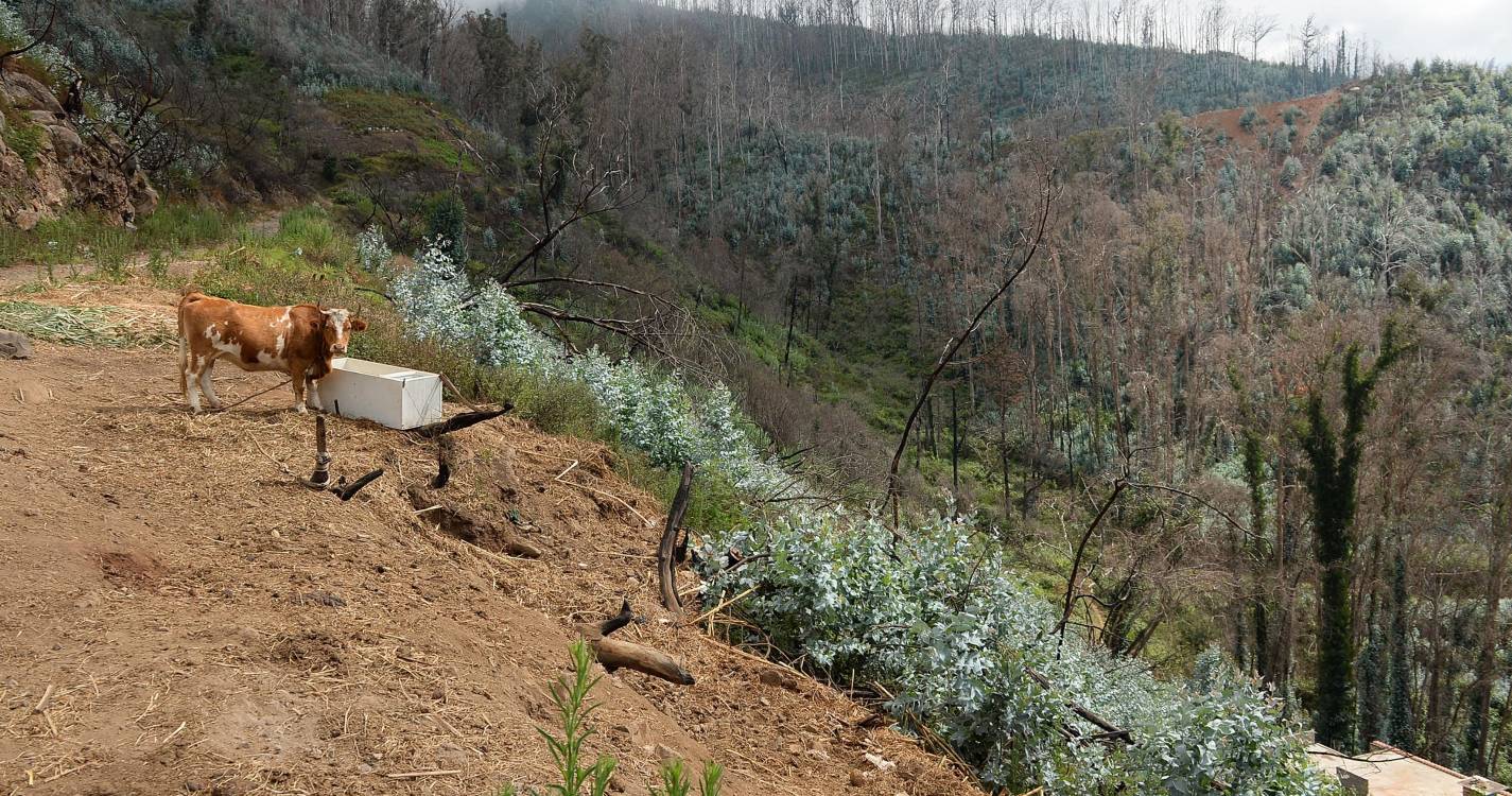 Investigadores encontram bactéria resistente em explorações de gado