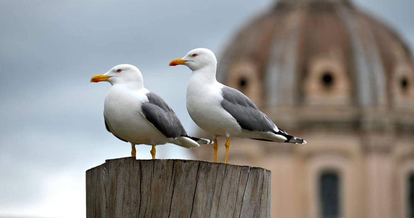 Gripe das aves detetada em gaivotas em Portugal continental