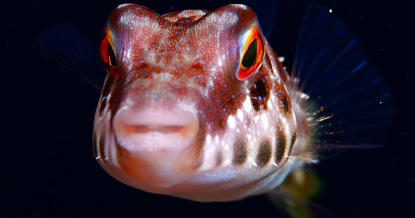 Madeira Underwater afirma-se como referência internacional