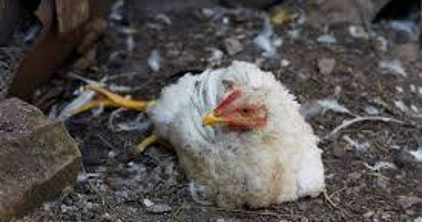 Gripe das aves detetada em Aveiro