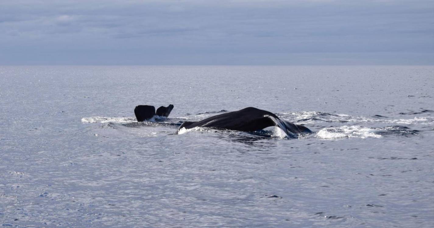 Jovens do Bloco de Esquerda organizam passeio de catamarã para apoiar causa animal