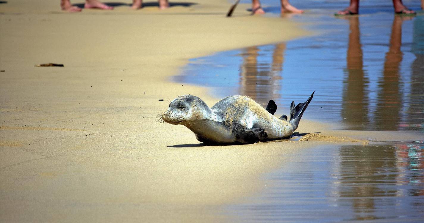 Sem rasto da Profeta que fez parar a praia