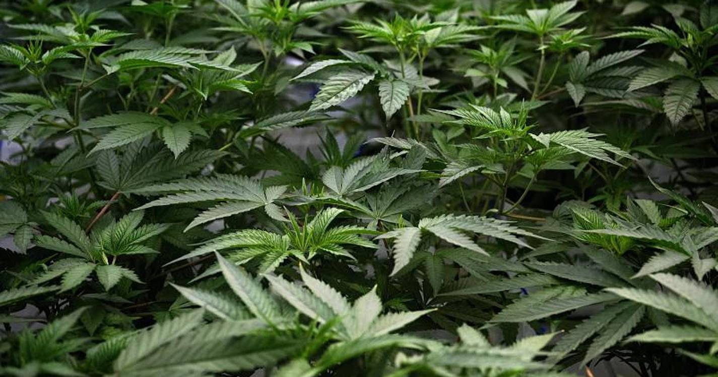 GNR desmantela unidade de produção de canábis e apreende 115 quilos em Santarém