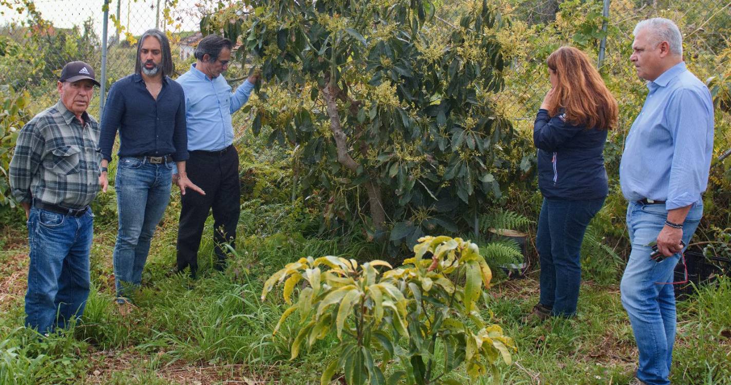 Produção de abacate já chega às 500 toneladas