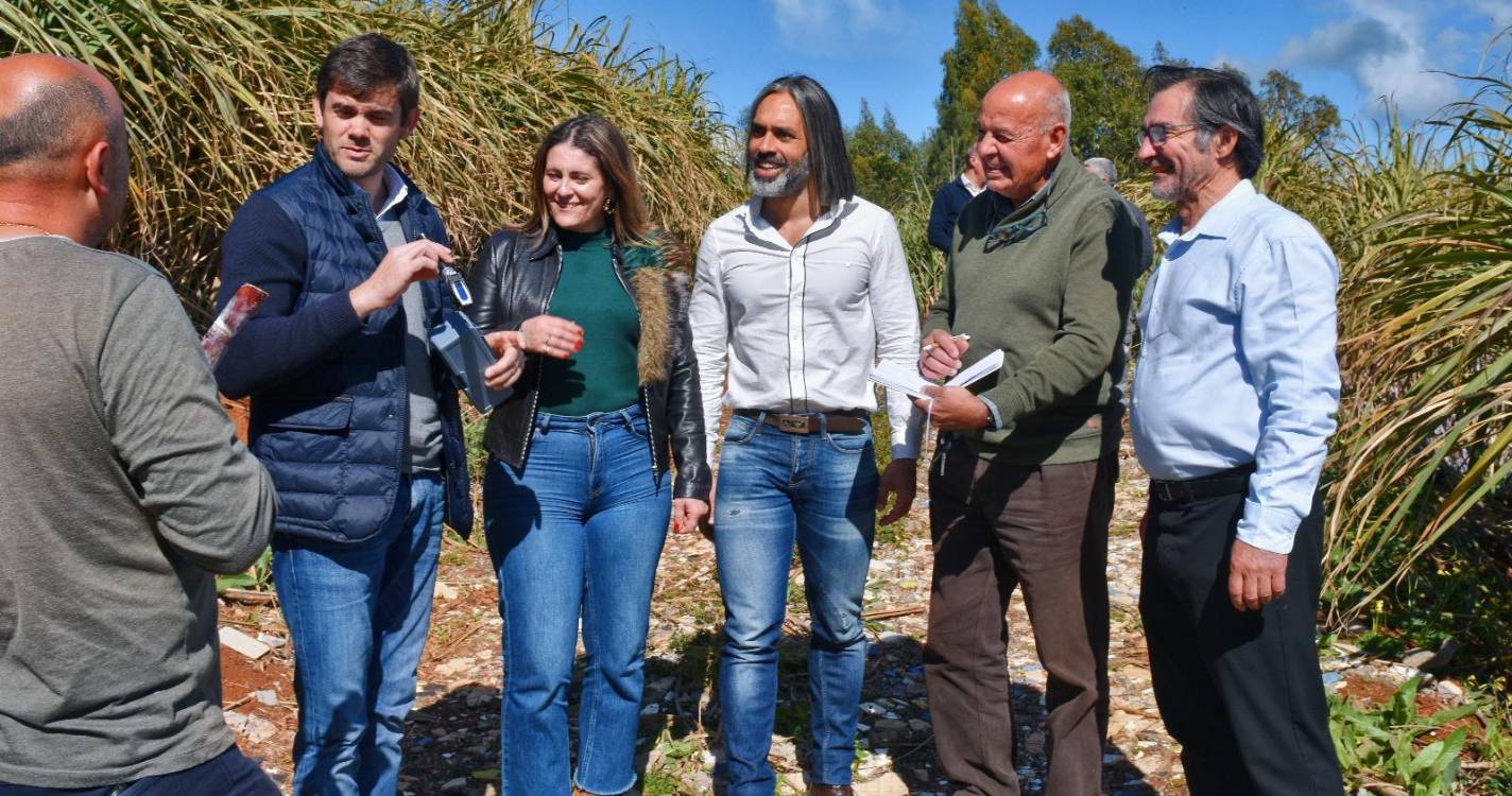 Produção de cana “com boa qualidade” e a um valor variável de 600 a 630 euros por tonelada