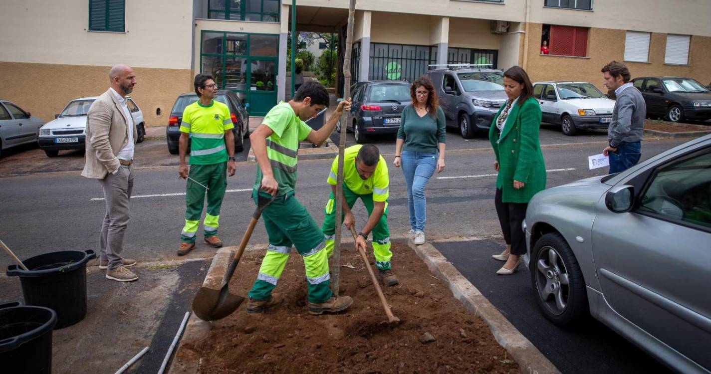 CMF avança com rearborização da Rua do Brasil na Nazaré