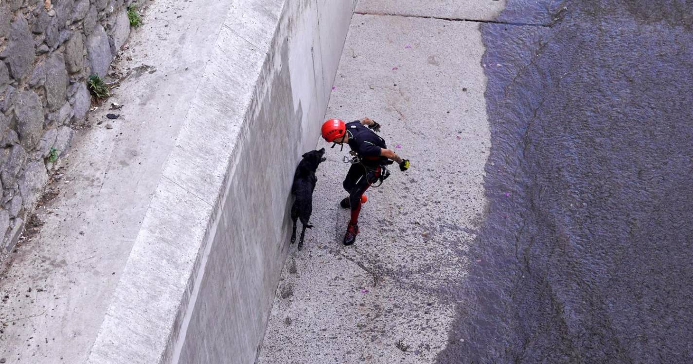Resgate de quarto cão deu trabalho e foi aplaudido, veja as fotos