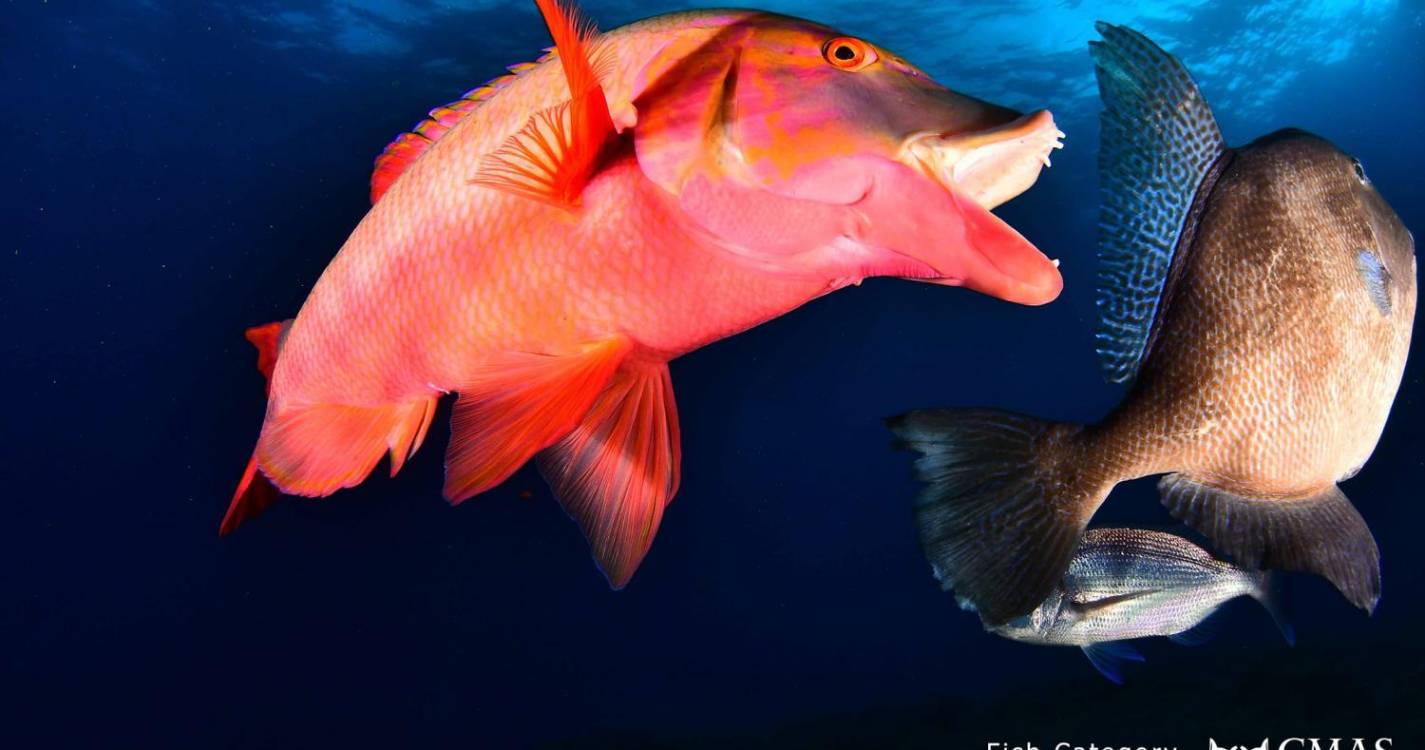 Concurso de fotografia e vídeo subaquático arranca no Porto Santo com meia centena de participantes