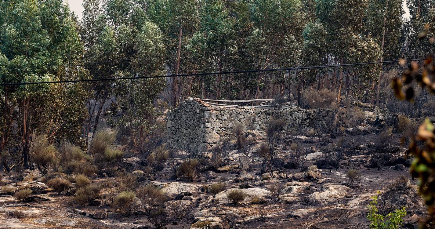 Incêndios: Governo lança apoio excecional para agricultores de até 10.000 euros