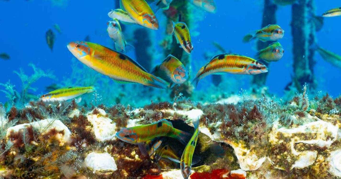 Madeira Underwater Open arranca no Porto Santo