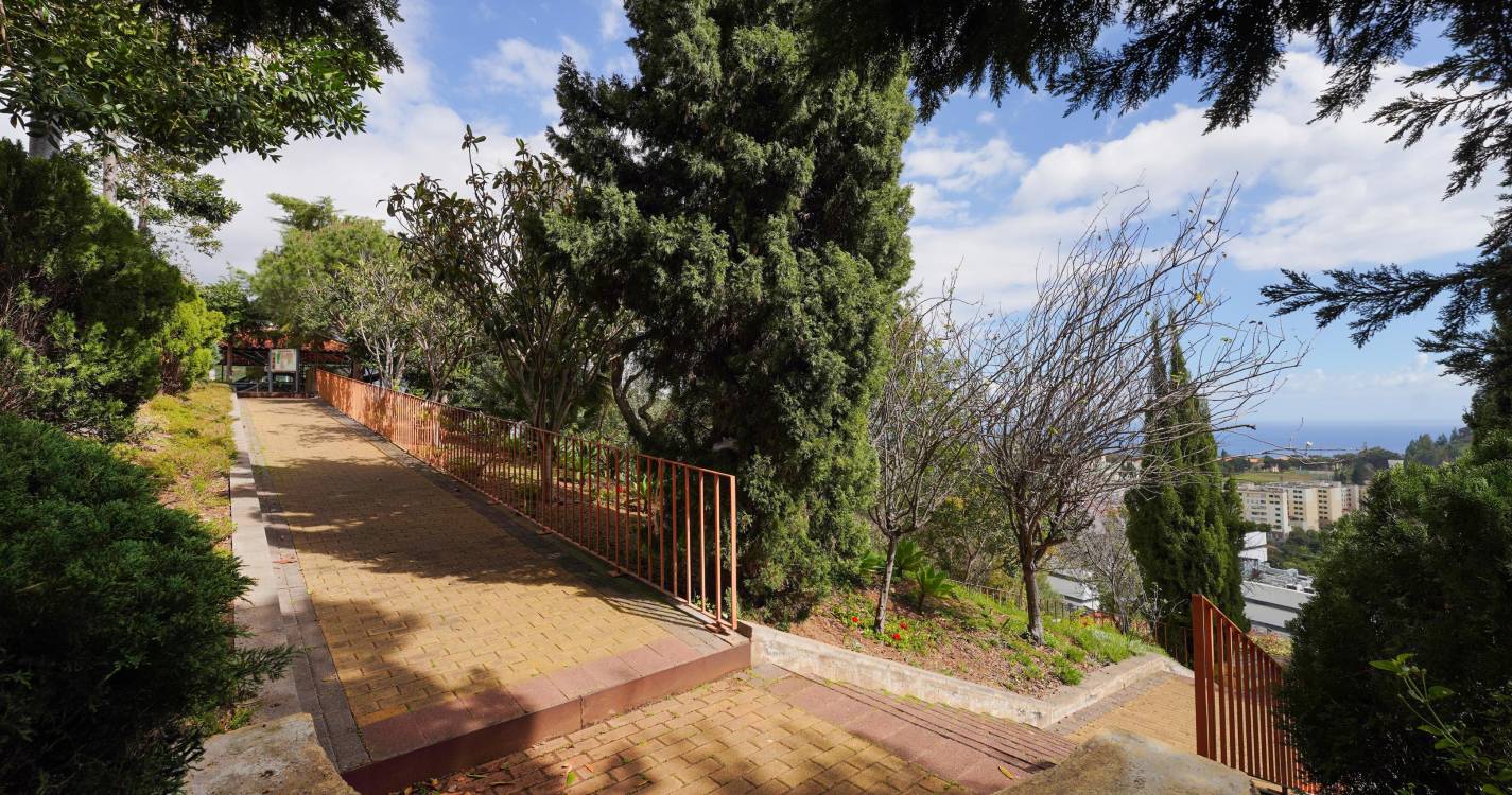 Queda de árvore de grande porte no jardim público de São Martinho