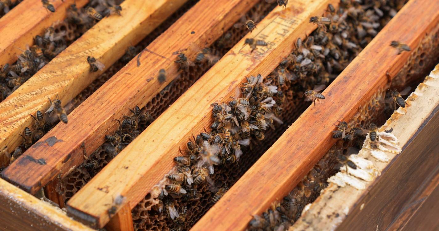 Produção de mel de abelha “subiu” 8 mil quilos