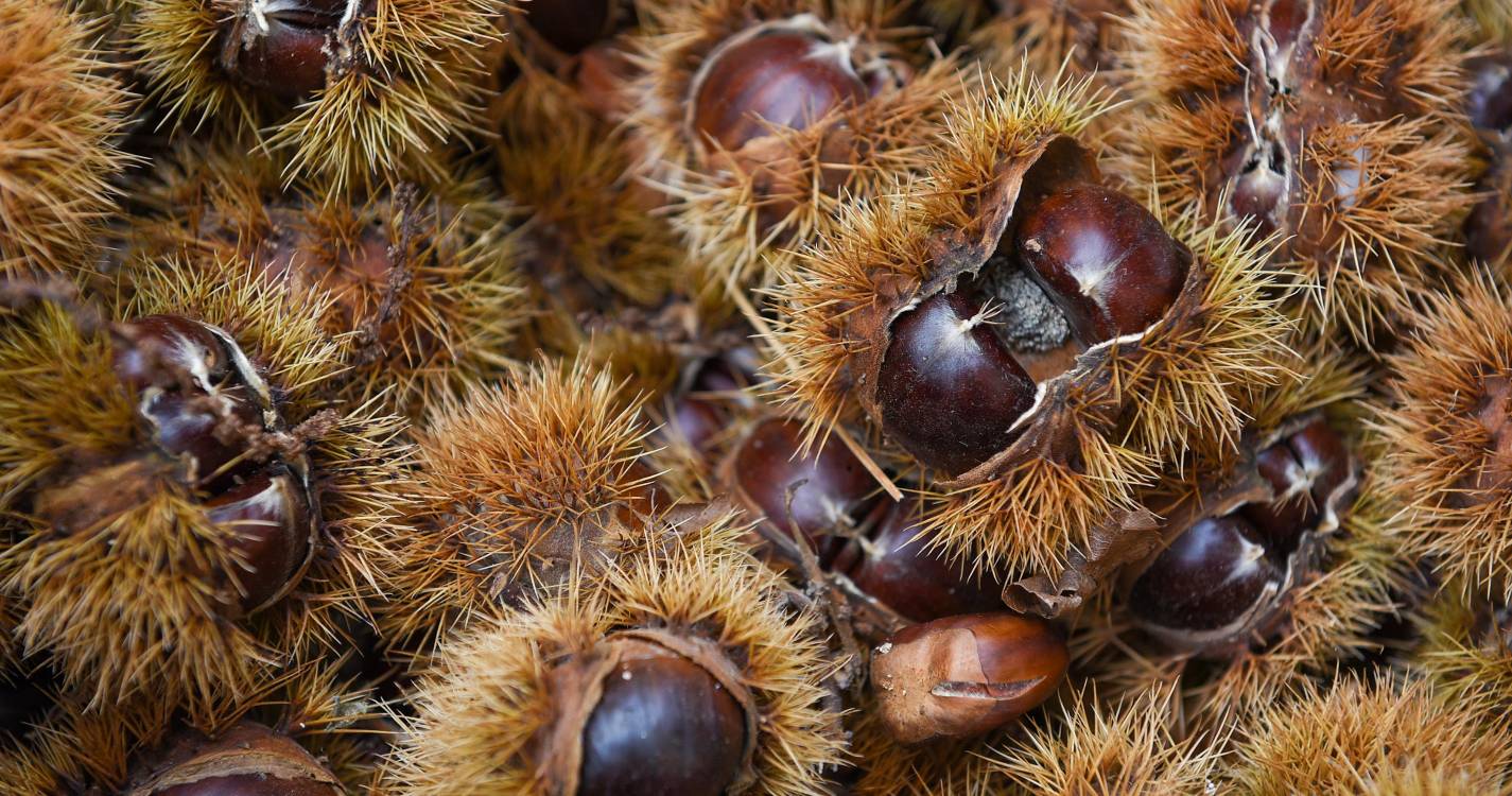 Nova ‘Pesquita’ com castanha e mel lançada na Festa da Castanha