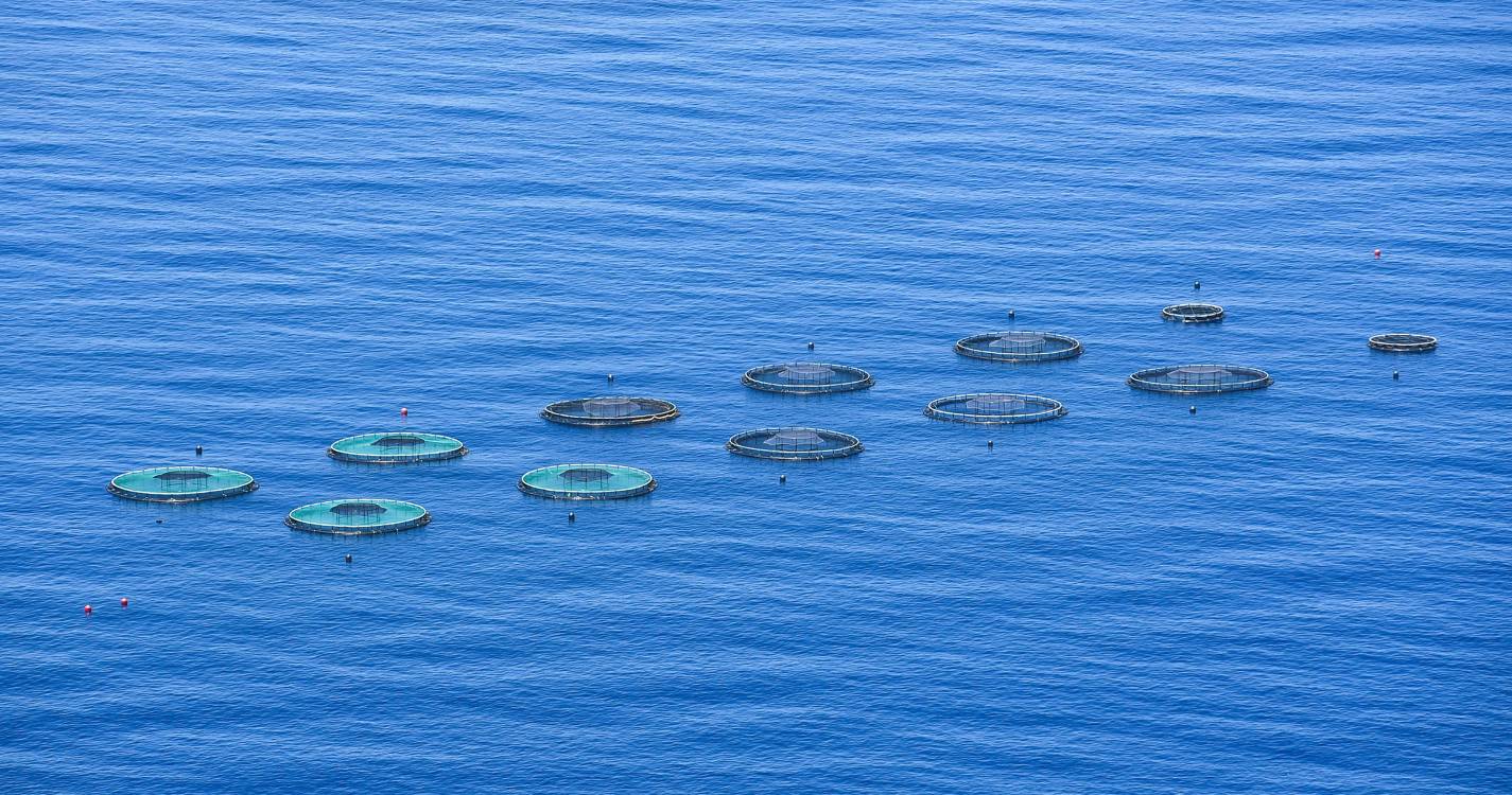 Empresas da Madeira fazem prospeção para instalação de jaulas submersas