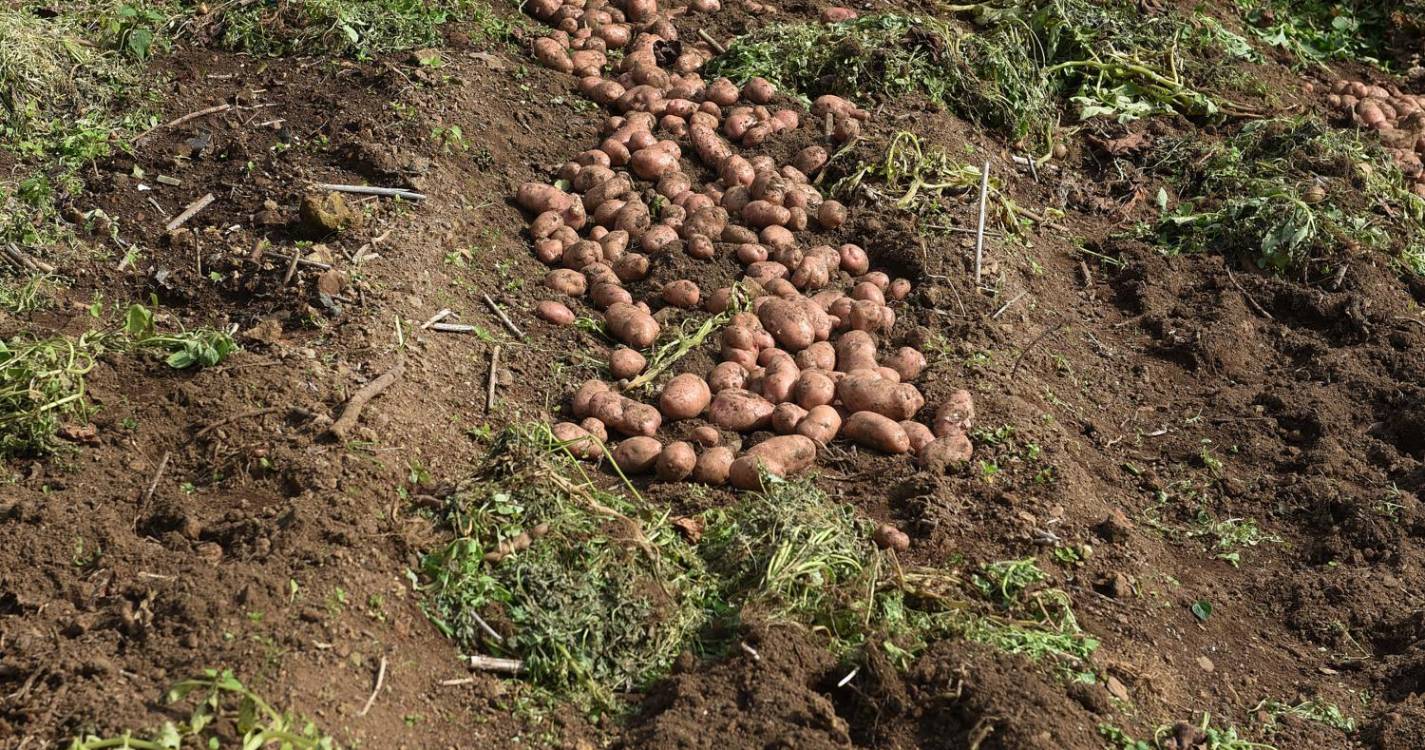 Agricultores podem entregar batata na Estação Zootécnica da Madeira