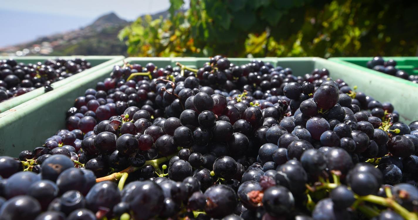 Junta do Estreito de Câmara de Lobos promove sessão de informação aos viticultores