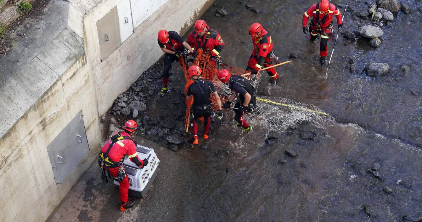Resgate de quarto cão deu trabalho e foi aplaudido, veja as fotos