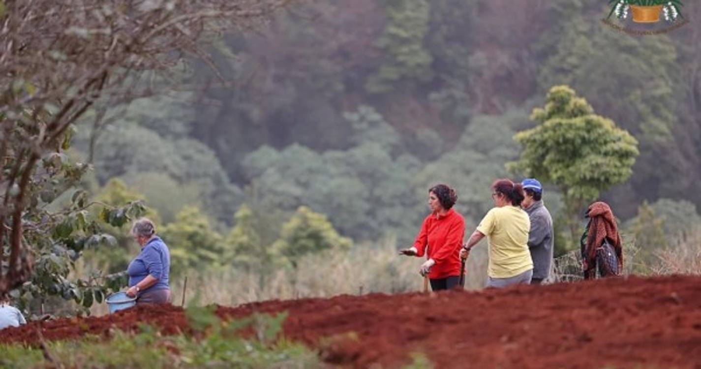 Veja o semear do trigo em Santana numa tradição que junta pequenos e graúdos (com fotos e vídeo)