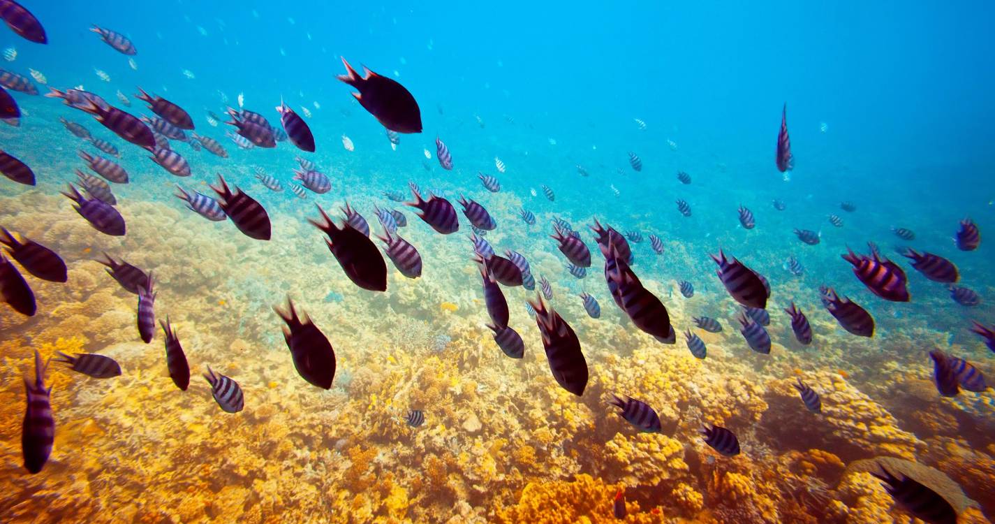 Governo Regional condiciona criação de reserva marinha à salvaguarda da pesca madeirense