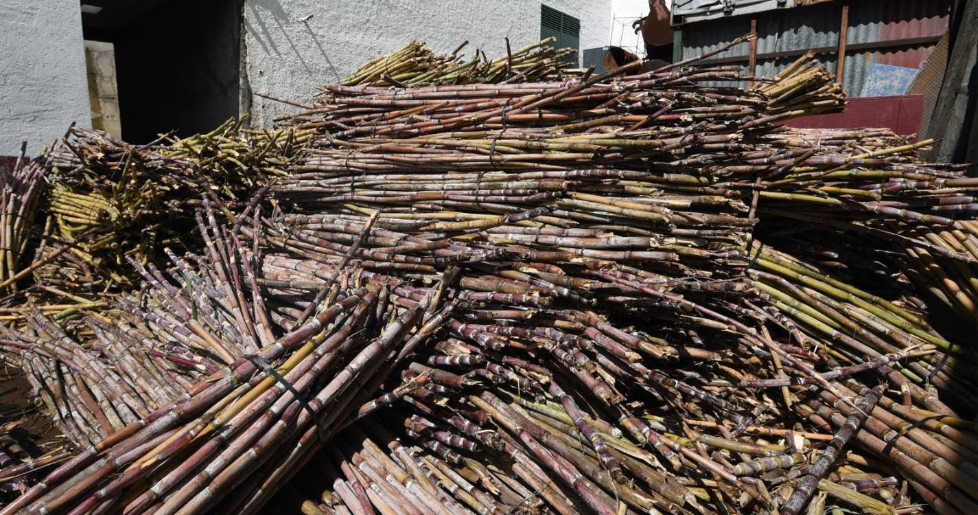 Engenhos preparam-se para laborar 8.500 toneladas de cana-de-açúcar