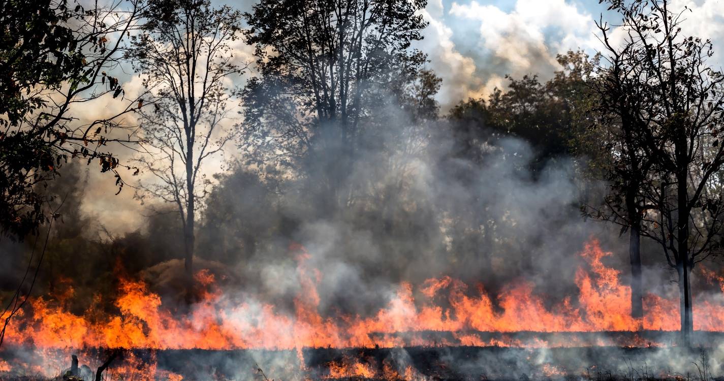 Incêndios: Presidente da Câmara de Vila Real fala em ataque ao concelho com “danos incalculáveis”